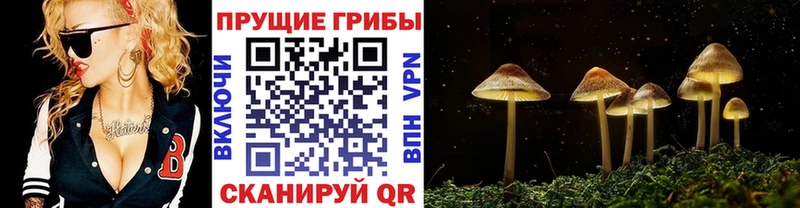 хочу   даркнет как зайти  Галлюциногенные грибы прущие грибы  Медынь 